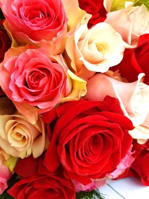 You can download the pictures and share them with your friends. Mixed Roses | Fresh Mixed Rose Bouquet