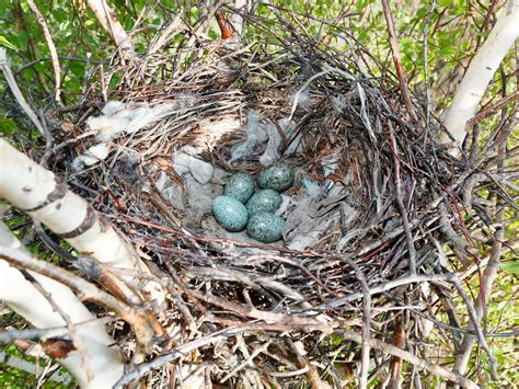 Crow Nesting Behavior Location Eggs Faqs Birdfact