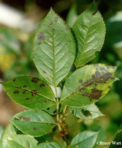 Rose Black Spot Cooperative Extension Insect Pests Ticks And