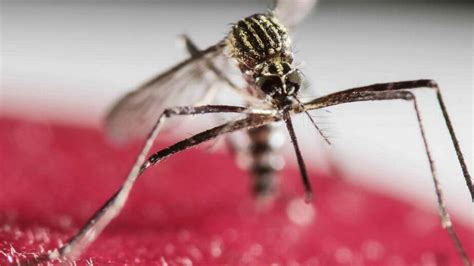 New Zika Infection In Brevard County Brings Floridas Total Cases To 22