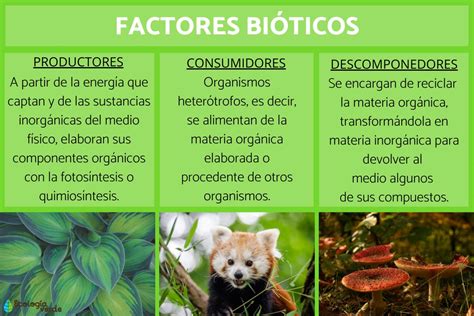 Funcionamiento De Un Ecosistema Factores Bioticos Y Abioticos My XXX
