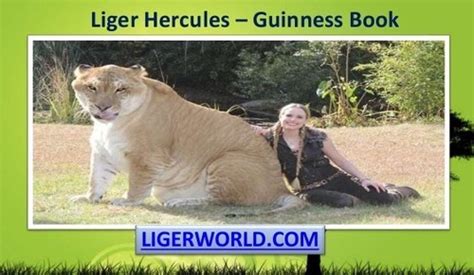 Liger Hercules In Guinness Book Of World Records Hercules The Liger