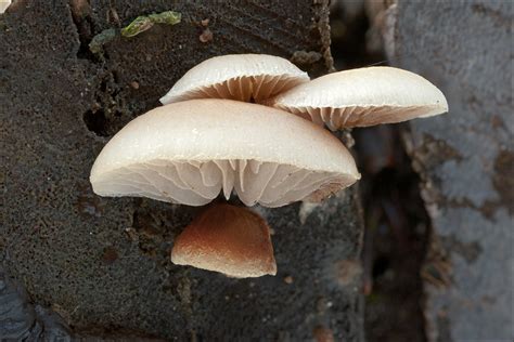 Crepidotus Mollis Fungi Of Northern Maine · Inaturalist