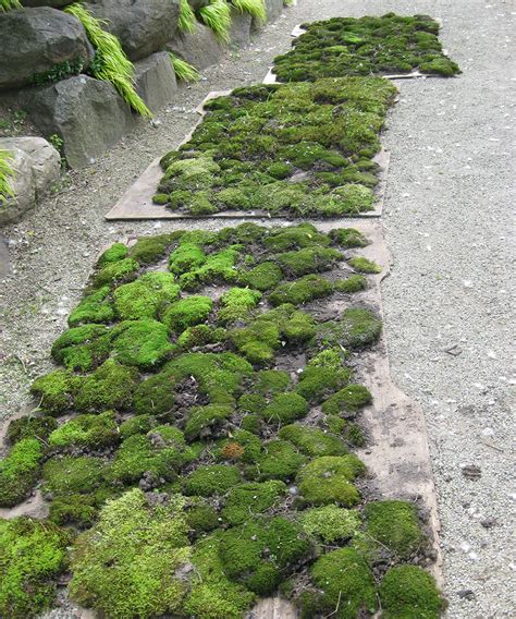 Tips For Creating A Moss Garden Finegardening