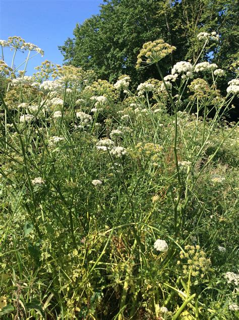 Wild Growing Cow Parsley Is Gloriously Under Rated Farm Life Plants