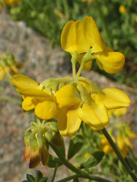 Coronilla Minima Fabaceae