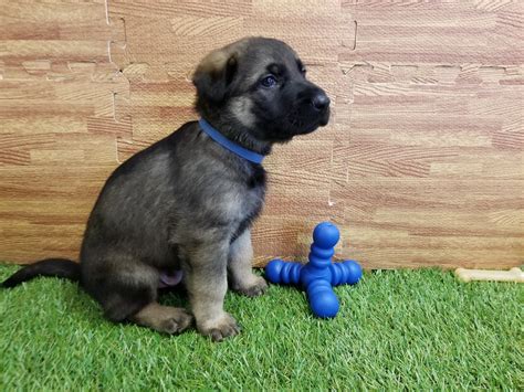 Male Sable With Blue Collar German Shepherd Puppy On Mypupca Mypupca