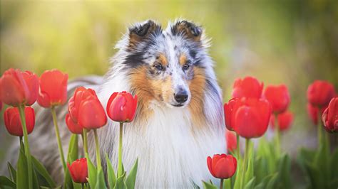 Wallpaper Flower Carnivore Dog Breed Petal Grass Companion Dog