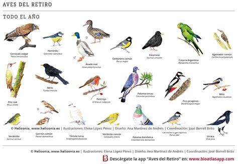 La Diversidad De Aves Como Un Indicador De La Calidad De Vida En Las