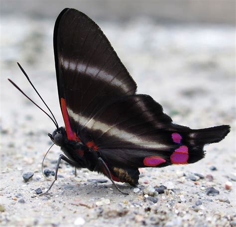 Rhetus Periander Variable Beautymark Beautiful Butterflies