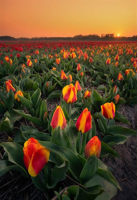 National Photography Nature Photography Orange Tulips Castle Garden