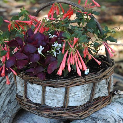 26 Best Fall Flowers For Pots And Container Gardens