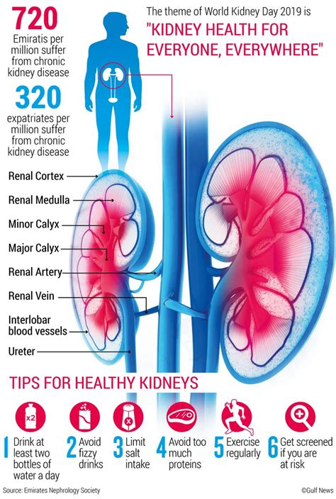Organ Recipients Share Home Truths On World Kidney Day Health Gulf News