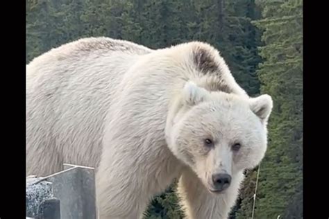 This White Grizzly Bear Is Going Viral On Tiktok Field And Stream