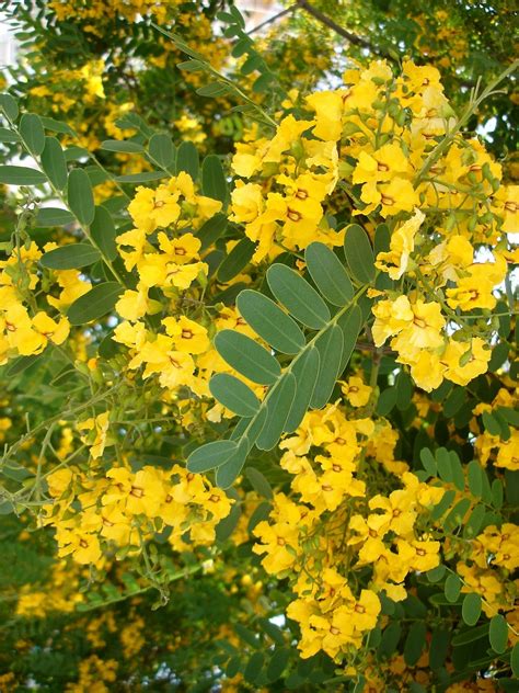 Acacia Amarilla Características