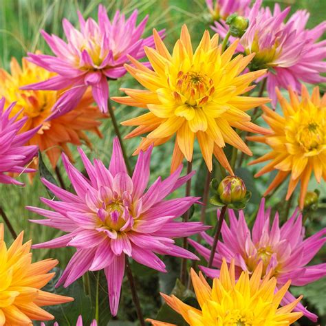 We did not find results for: Van Zyverden Pink Lemonade Dahlias Blend Bulbs (Set of 7 ...