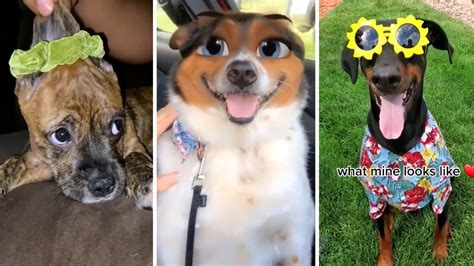 Funny Dogs Compilation 🐶 Amazing Dogs On The Internet 🐶 Youtube