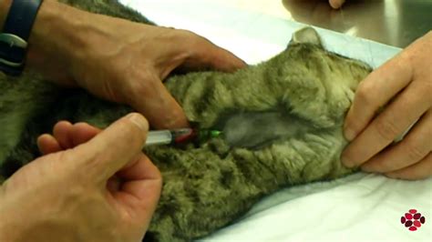 Procedures, blood collection sites in mice and rats, fluid replacement, nutritional supplementation, training. How to draw blood from the jugular vein in a cat - YouTube