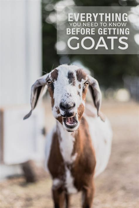 Caring For Goats 15 Things I Wish I Knew Before Getting Goats Goat
