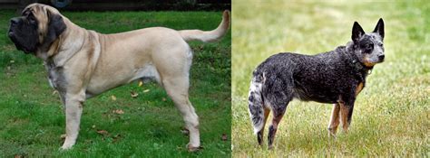 English Mastiff Vs Austrailian Blue Heeler Breed Comparison
