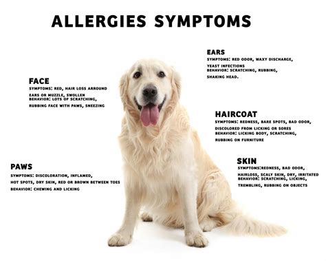 Qanda With Dr Quest Dog Allergies Zignature Food For Dogs