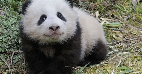 Historische Rettung Wwf Projekt Zum Schutz Des Pandas Wwf