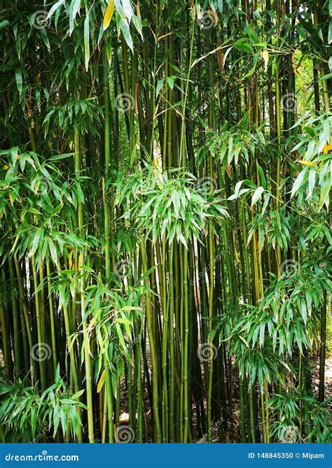 Garden Bamboo Tree Intrastangdesigns