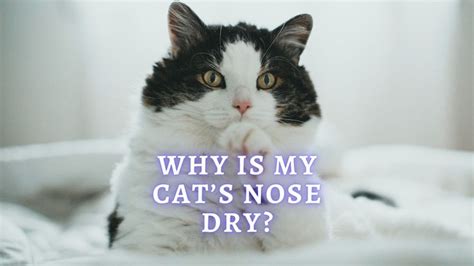 Cat Dry Nose What Does It Mean Vet Approved