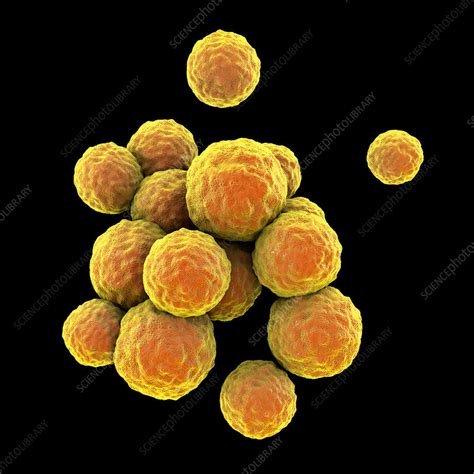Mrsa Bacteria Artwork Stock Image F0183339 Science Photo Library