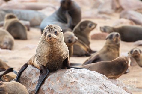 Cape Fur Seals Photograph By Jacques Jacobsz Fine Art America