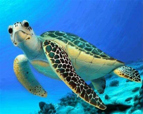 Duuuuude Sea Turtles Are So Beautiful Sea Turtle Baby Sea