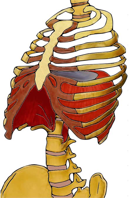 Human Trunk The Diaphragm And Its Skeleton Attachment Left