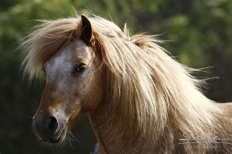 Shetland Pony Animal World Schloss Hof Estate