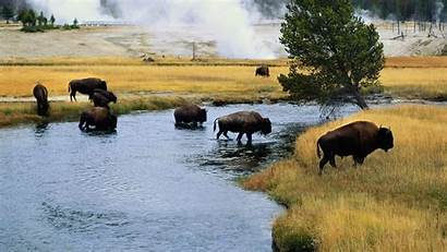 Bison Wallpapers Hi Res Lovely Water Drinking