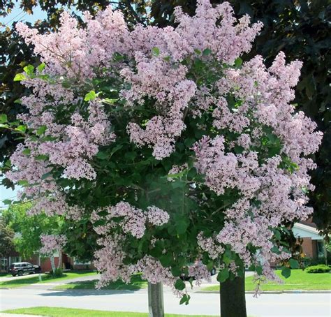 Lilac Tree Lilac Plants