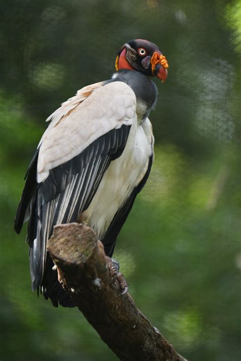 King Vulture Sarcoramphus Papa Zoochat