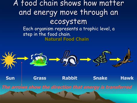 Ppt Chapter 3 The Biosphere Powerpoint Presentation Free Download