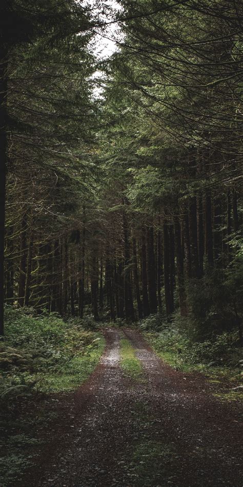 Download 1080x2160 Wallpaper Dirt Road Path Trees Forest Greenery