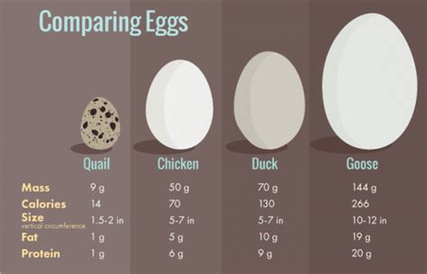 All About Duck Eggs Nutrition Benefits And Comparison