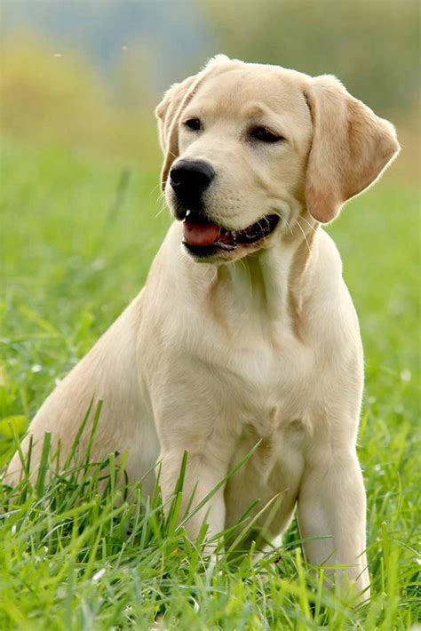 Wondering how much food to give a puppy? How Much to Feed a Lab Puppy as They Grow: Lab Feeding Guide