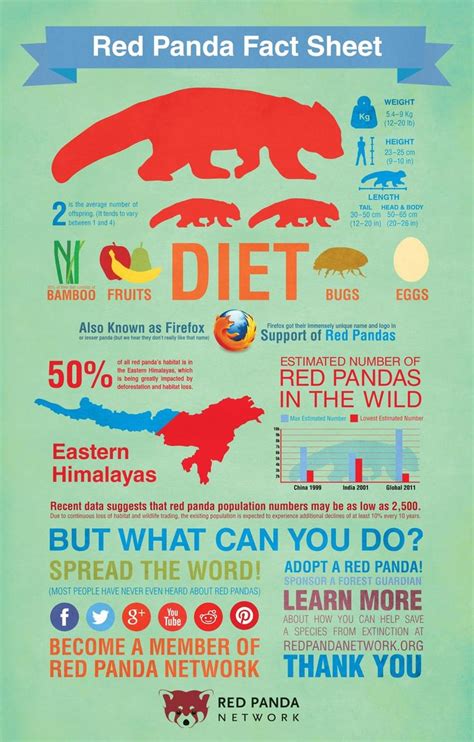Red Panda Fact Sheet Infographic Panda Facts Red Panda Panda Habitat