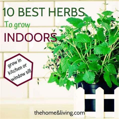 10 Best Indoor Herb Garden That Propagates Easily The Home And Living