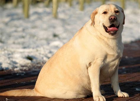 Dog Obesity And Weight Management Australian Dog Lover