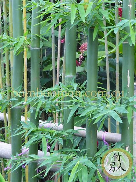 Bambusa Nana Thai Beauty Bamboo Whitsunday