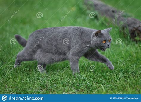 As a miscellaneous item, it can be placed on either the ground or on top of a tabletop. Gray Purebred Cat Walks On Green Grass Stock Image - Image ...
