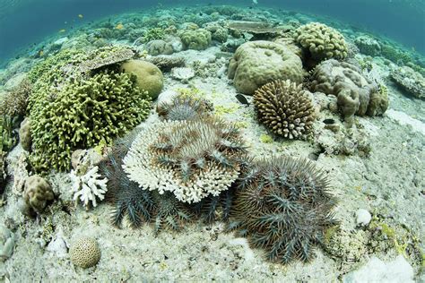 Crown Of Thorns Starfish Feed On Living Photograph By Ethan Daniels