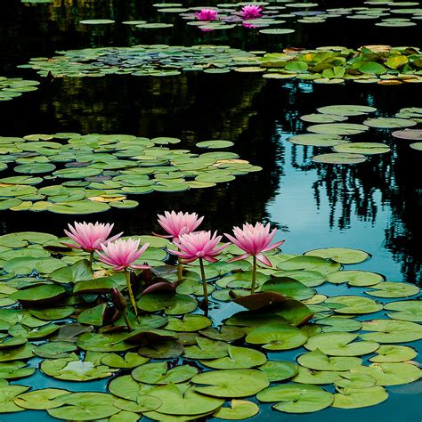 Prints Digital Prints Lily Pads Art And Collectibles Pe