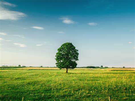 Nature Trees Landscape Sky Clear Sky Clouds Grass