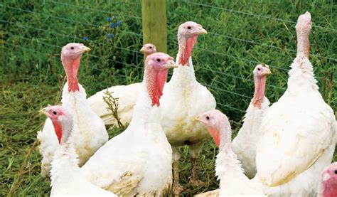 know your turkey facts and history grit rural american know how