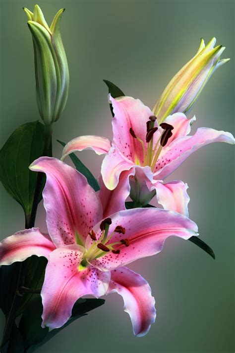 Pink Tiger Lily On Bloom Love Flowers Beautiful Flowers Tiger Lily